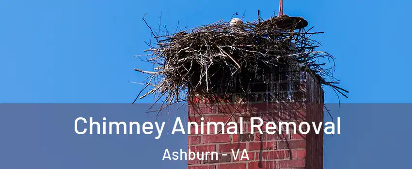 Chimney Animal Removal Ashburn - VA