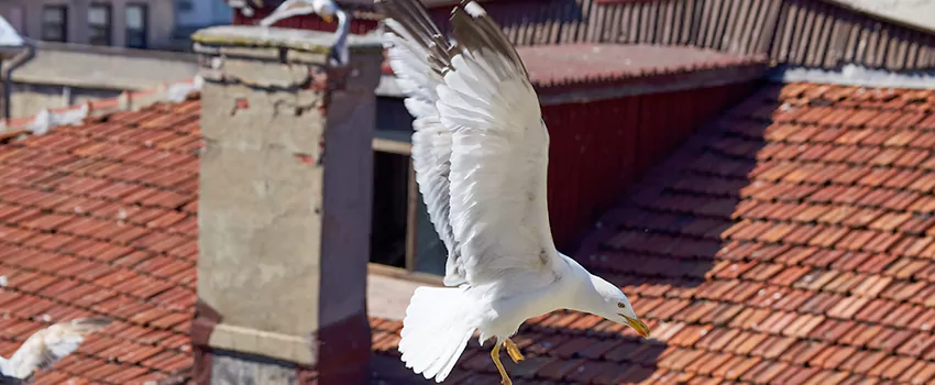Residential Chimney Animal Removal Solution in Ashburn, VA