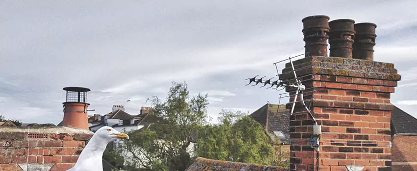 Chimney Cleaning And Restoration in Ashburn, Virginia